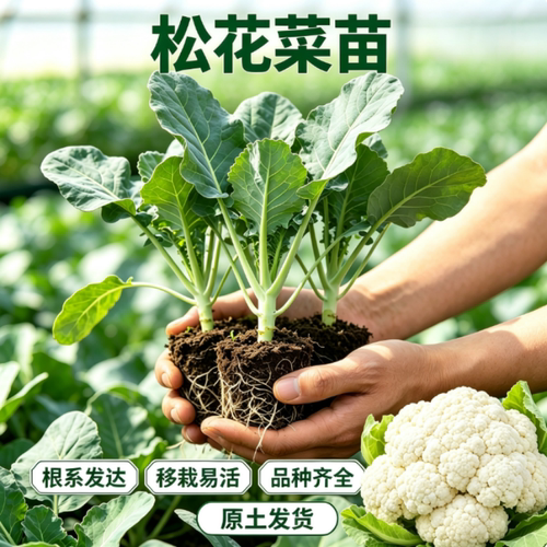 秋冬季松花菜苗西兰花苗大白菜秧
