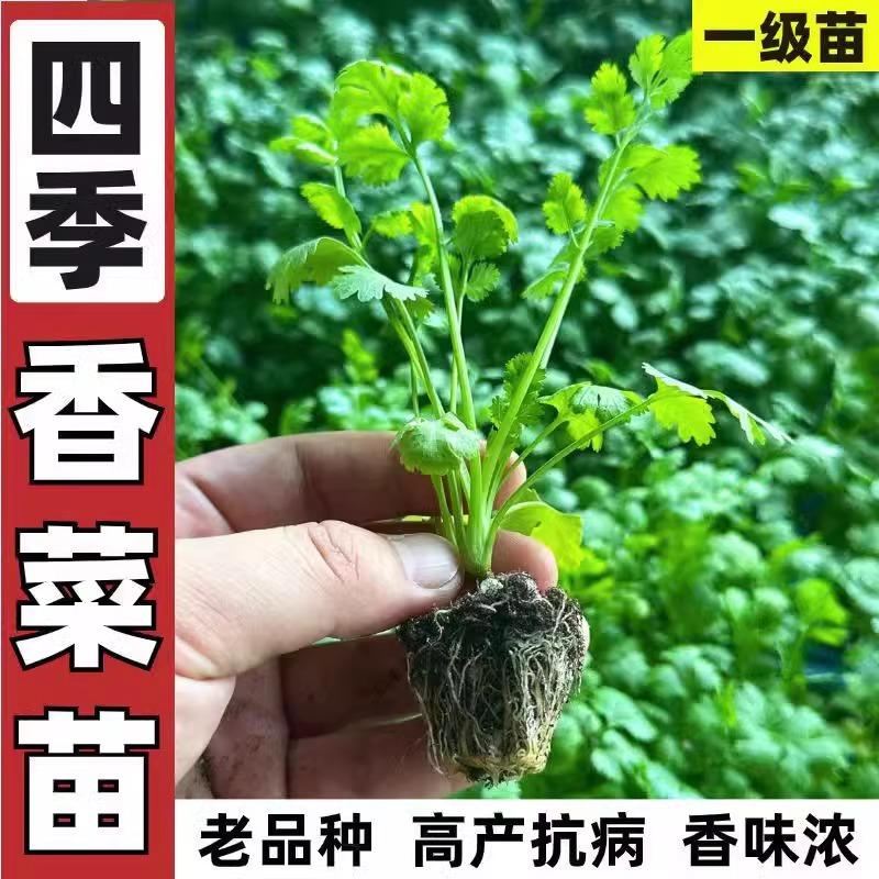 春秋小院芫荽种子山东老香菜秧苗