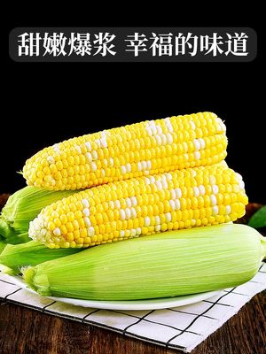 云南金银水果玉米10斤装新鲜生吃甜嫩玉米棒子粘糯苞谷蔬菜5包邮