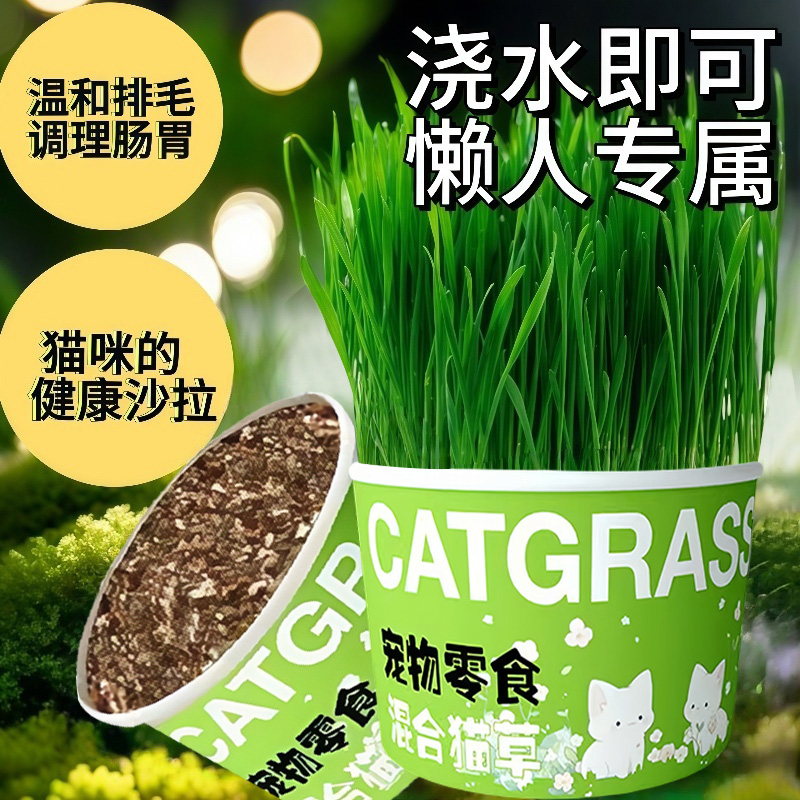 懒人泡面猫草盆栽猫草种子无土水培天然种植化毛磨牙洁齿猫咪零食