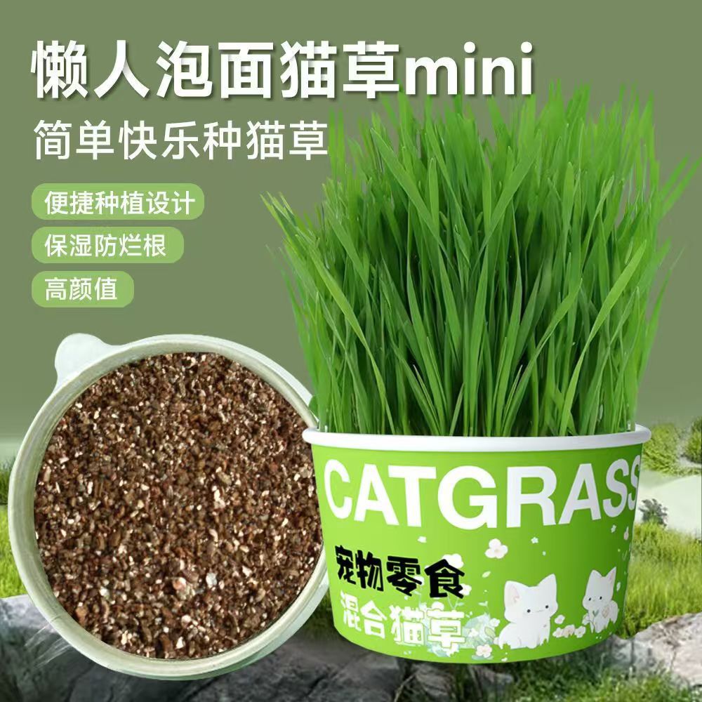 懒人泡面猫草盆栽无土水培