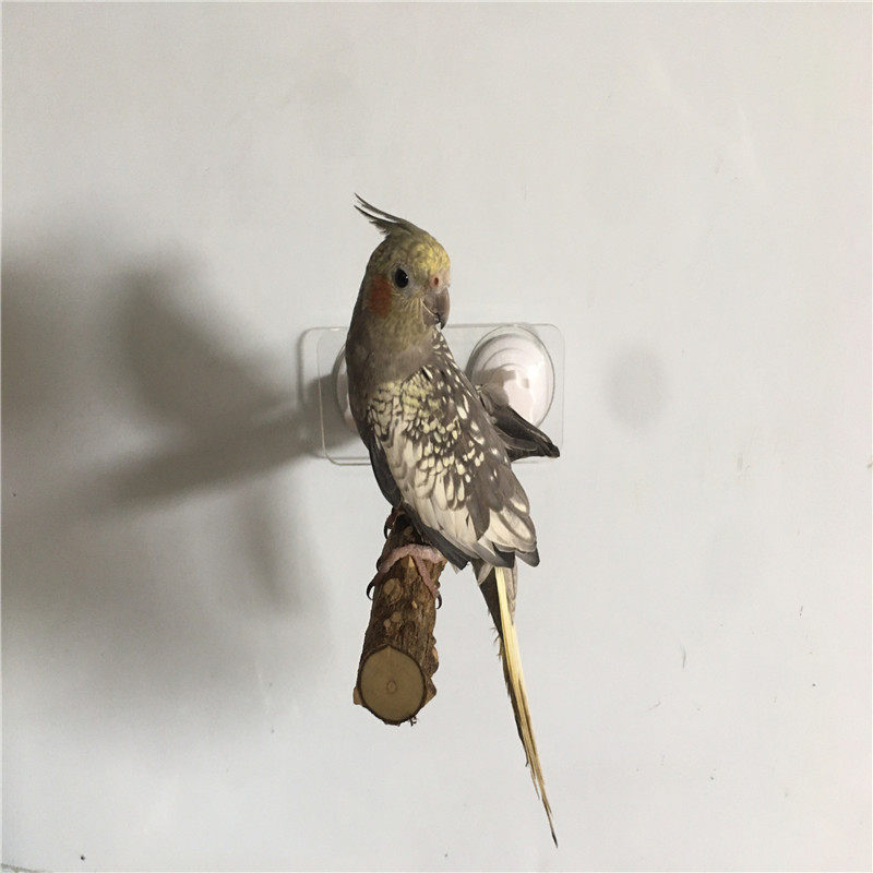 亚克力鸟架鹦鹉站架花椒木亚克力图片