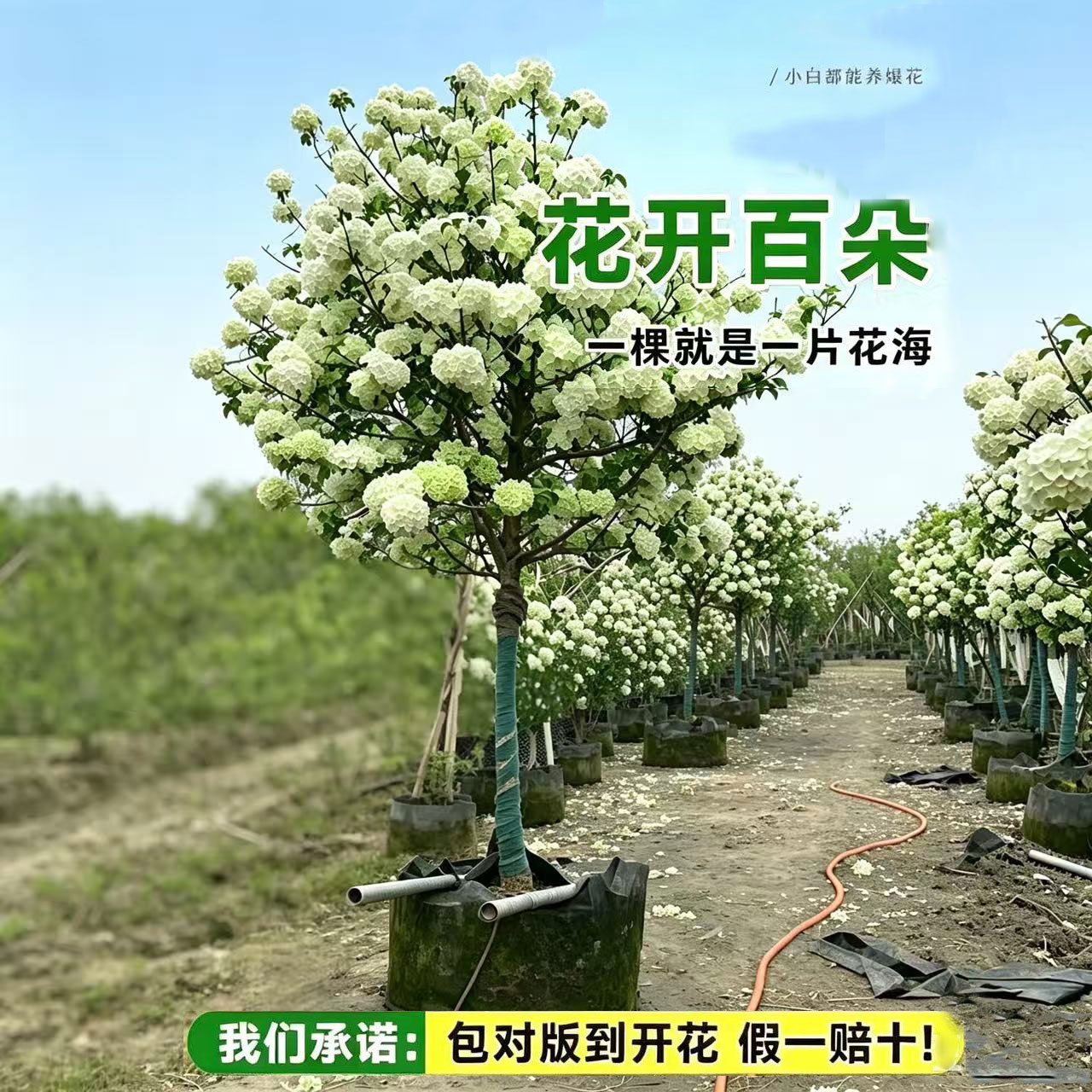 中华木绣球斗球树形易成活盆栽图片