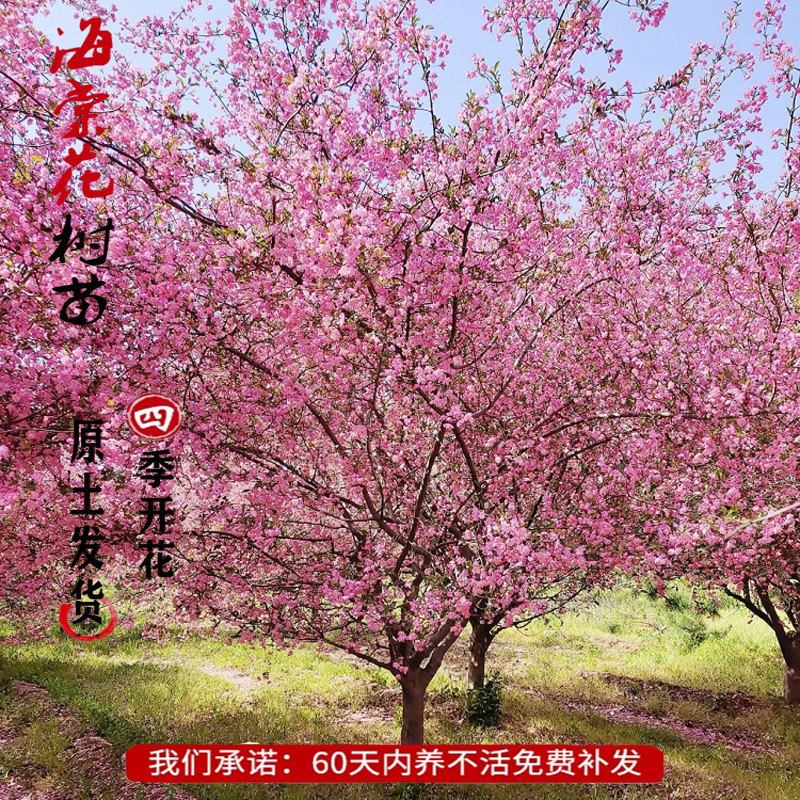 西府海棠树苗垂丝海棠花盆栽四季开花大树老桩耐寒庭院名贵风景树