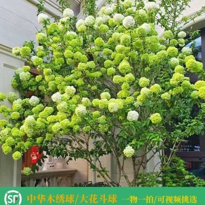 中华木绣球斗球棒棒糖树形庭院