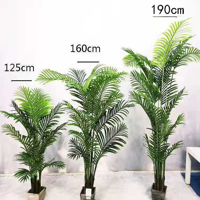 绿植树大型落地植物散尾葵