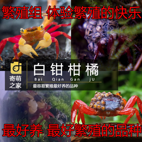 柑橘恶魔蟹繁殖组好养好繁殖