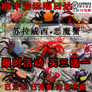 苏拉威西恶魔蟹乖巧可爱蟹观赏蟹淡水蟹沙蟹寄居蟹水陆雨林蟹迷你