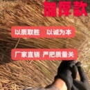 饰茅草屋顶景区凉亭装 爆款 天然茅草真茅草瓦真加厚茅草木屋屋顶装