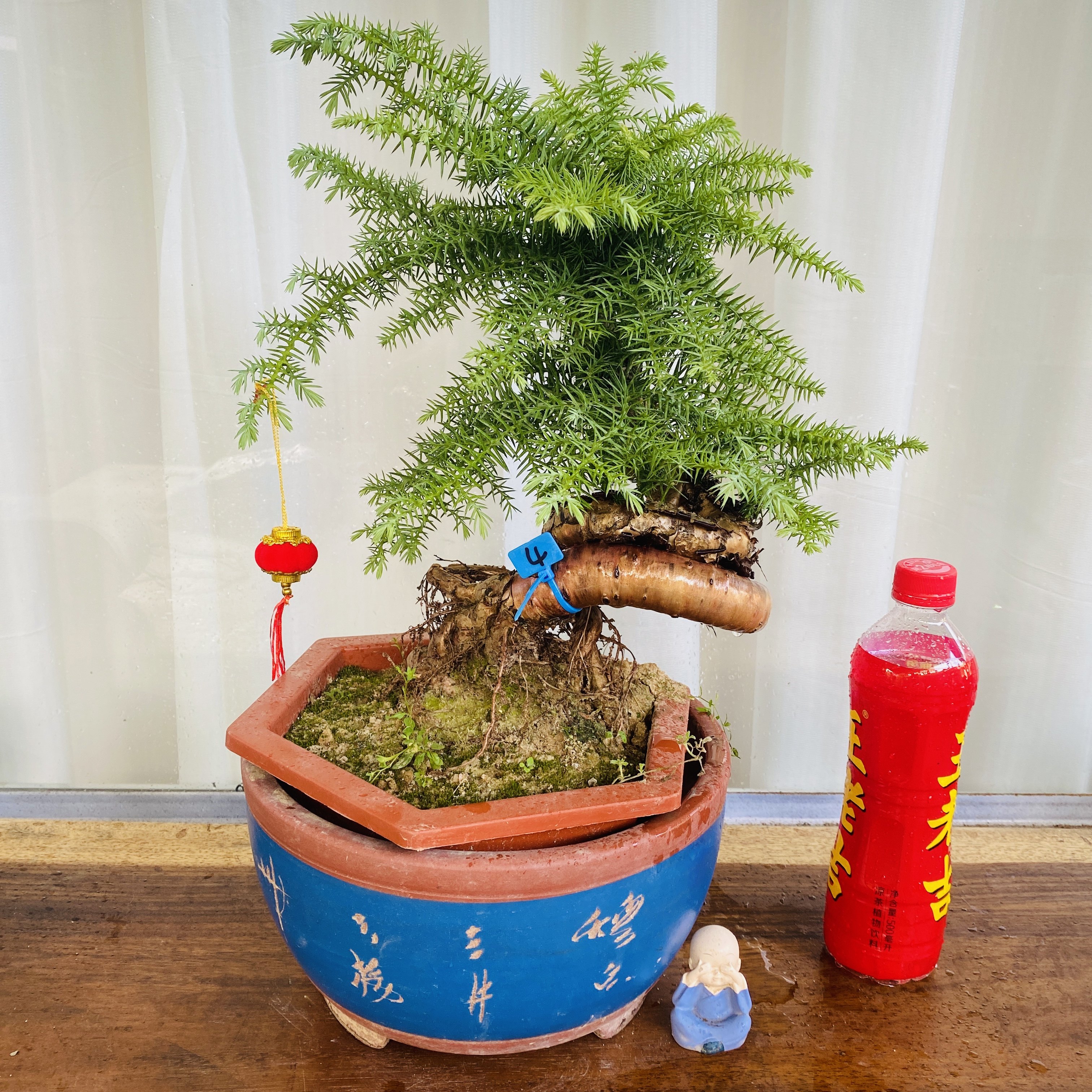 澳洲杉盆栽精品微型景观客厅桌面绿植四季常青净化空气好养植物,鲜花速递/花卉仿真/绿植园艺,造型盆景,淘宝优惠券,粉丝福利购,淘宝优惠卷