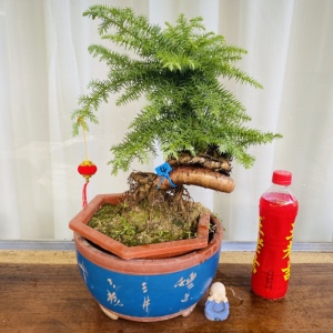 澳洲杉不老松好养盆景桌面盆景