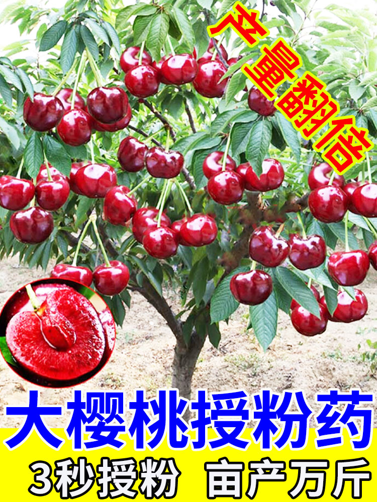 樱桃花粉授粉药树大座果精坐果灵车厘子专用肥保花保果防落果果树