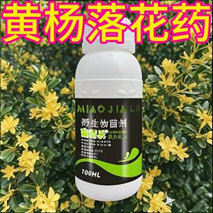 黄杨落花药去花去果提高养分吸收促生长盛花期不要错过