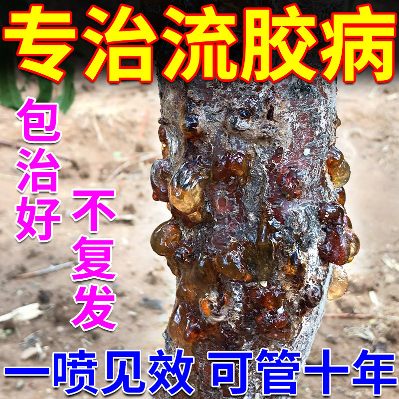桃树流胶病专用药果树柑橘柚子李子树流胶一喷净疮痂病穿孔杀菌剂