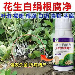 惊醒3号微生物菌剂花生白绢病解决方案花生病害专用药