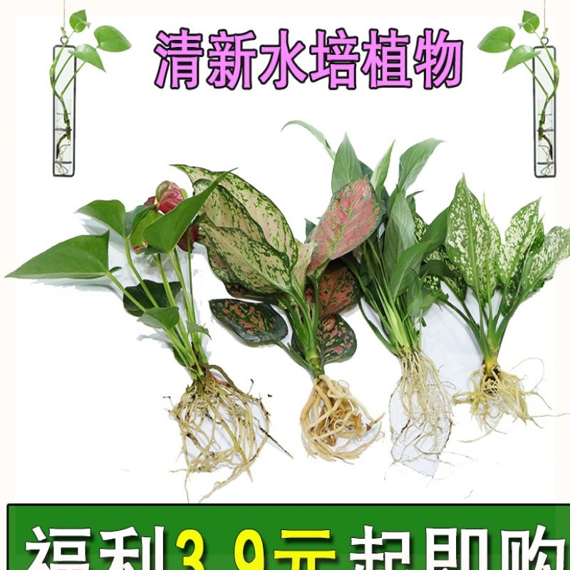 黃金葛植物大黃金葛室內長藤四季常綠泡水花卉室梔子玻璃盆椰子禮品轉