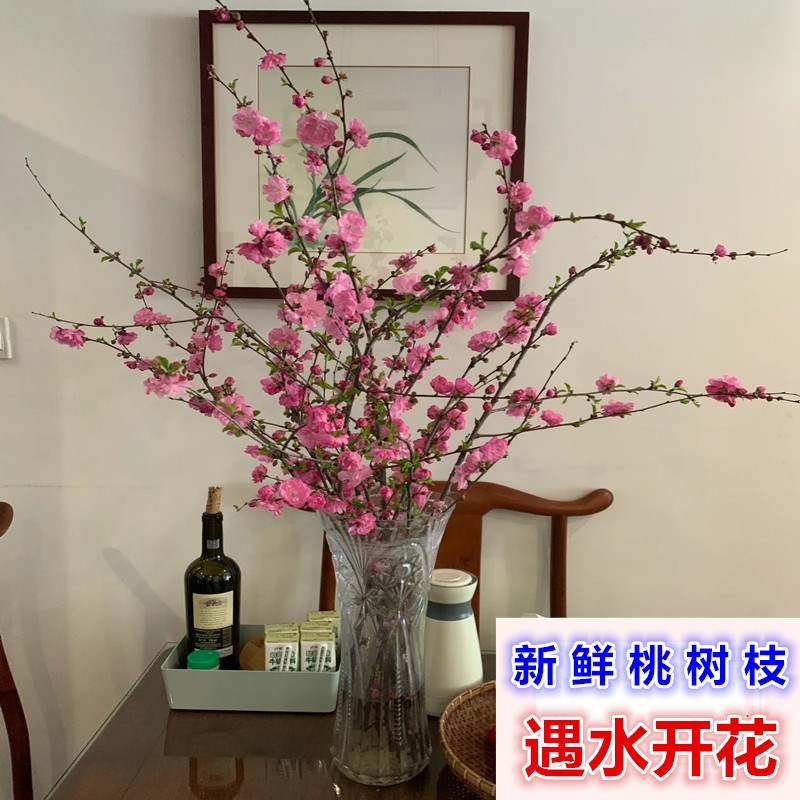 桃花枝泡水开真花水养新鲜装饰插花瓶干树枝柳枝干花包花遇水开花