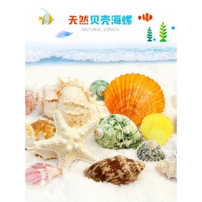 天然海星海螺鱼缸手工造景贝壳diy打孔寄居蟹壳装饰替换摆件玩具