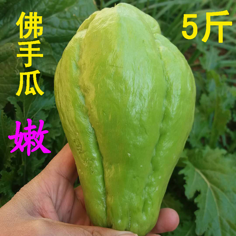 雲南佛手瓜新鮮洋瓜5斤豐收瓜農家自種子倭瓜新鮮蔬菜壽瓜種籽在類目 水產肉類/新鮮蔬果/熟食, 新鮮蔬菜/蔬菜製品, 新鮮蔬菜, 其它中 - 來自Buy2taobao.com提供專業的淘寶代購服務
