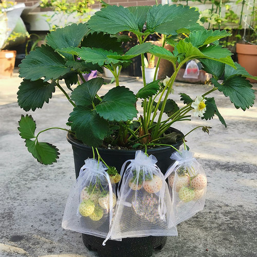 纱袋盆栽果蔬透气防虫树莓