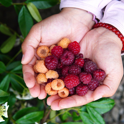 黄树莓红树莓水果苗落晚先生