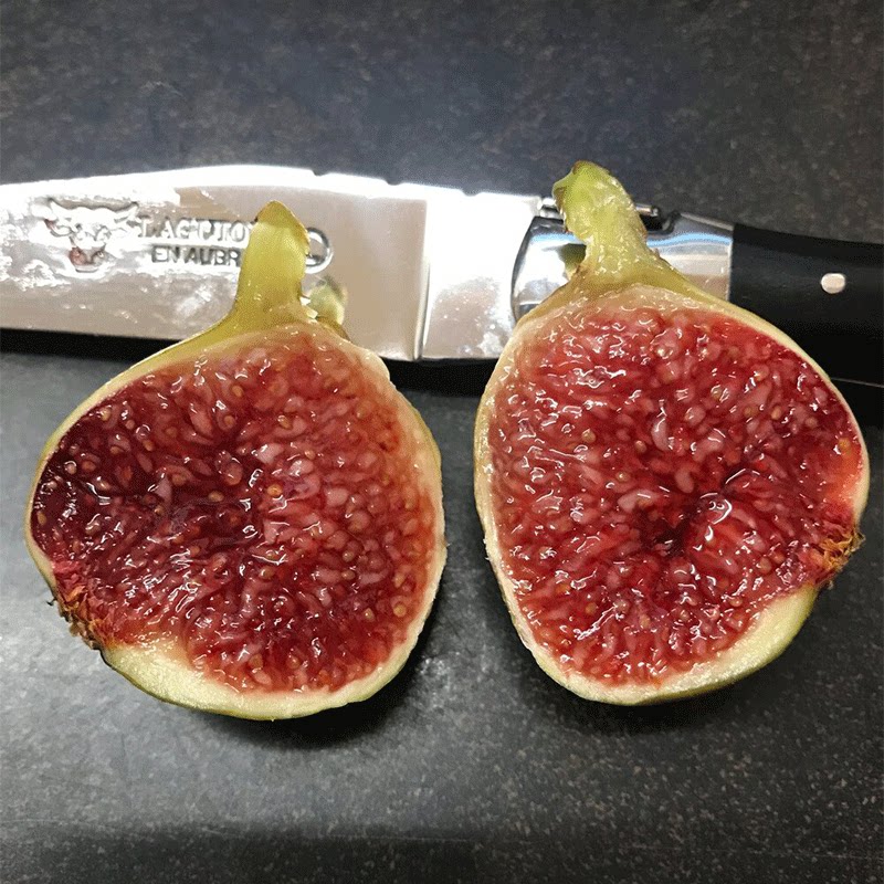 无花果 灰山口 白山口黑山口花山口 cddr 多品种家庭阳台庭院盆栽