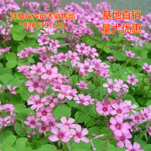 紫叶酢浆草价格 紫叶酢浆草图片 星期三