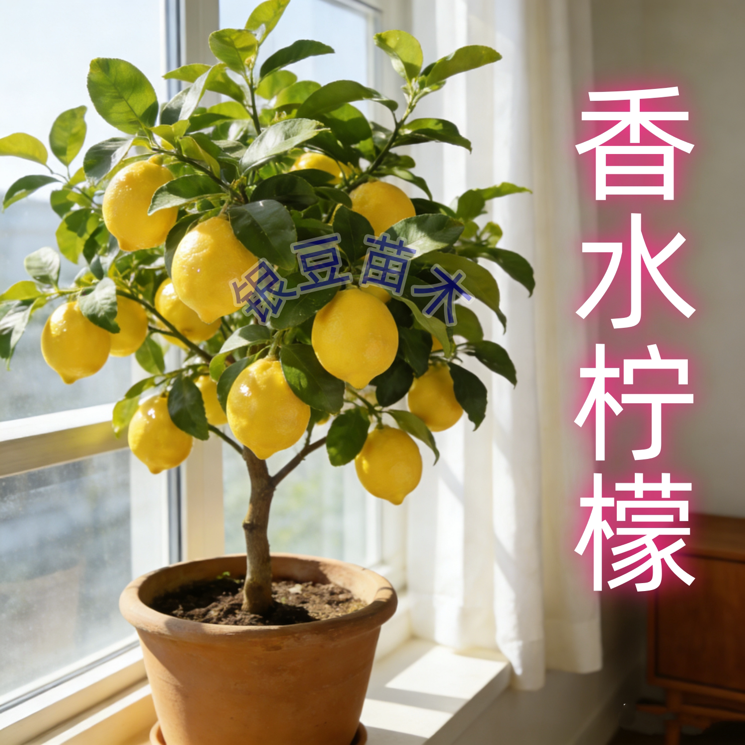 可食用香水柠檬树苗盆栽地栽四季结果无核小青柠檬苗室内庭院种植