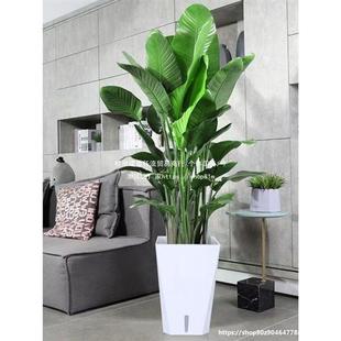 室内高大绿植客厅绿色植物大盆栽好养真盆景家庭禄植适合办公室的
