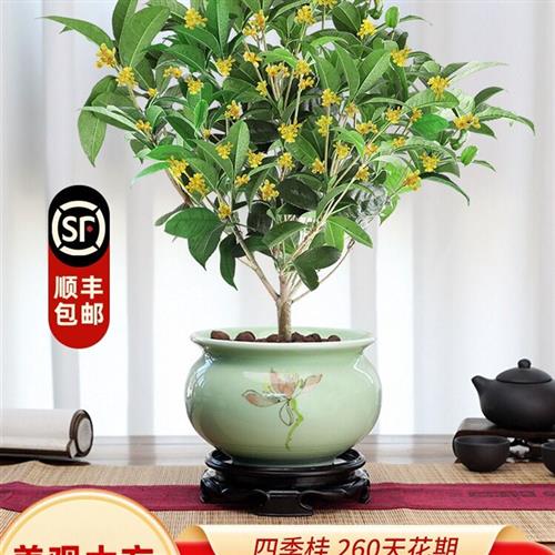 四季桂花盆栽树苗开花植物室内外花卉浓香好养可食用绿植盆景月桂图片
