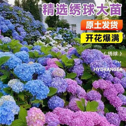 绣球花苗植物夏开花好养的花四季不断盆栽花卉植物室内易养活其他