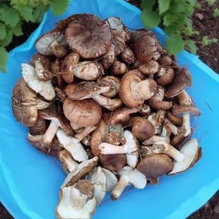 2月野生新鲜白棕口磨菇路基菇江西松树菌南风菌石子菇现货