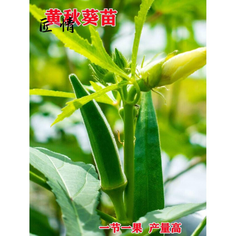 黄秋葵苗水果秋葵秧苗家庭阳台种植春夏四季播绿植物盆栽蔬菜苗孑