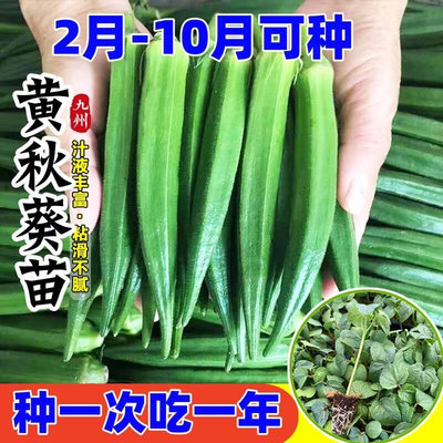 黄秋葵苗水果秋葵秧苗家庭阳台种植春夏四季播绿植物盆栽蔬菜苗孑