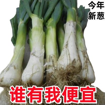 河北特产鸡腿葱葱味浓厚葱香味美