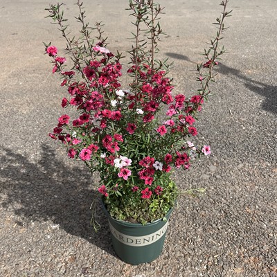 澳洲松红梅梅花松雪梅耐寒植物盆栽花苞一树多色庭院室内阳台花卉