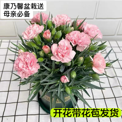 康乃馨盆栽花苗室内阳台庭院桌面花卉绿植好养四季开花带花苞发货