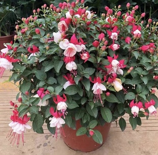 重瓣倒挂金钟盆栽灯笼花室内花卉四季开花阳台庭院多年生带花苞发