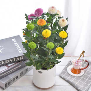乒乓菊盆栽带花苞四季开花阳台庭院植物重瓣球菊花苗好养绿植花卉