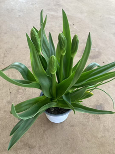 圣心百合推荐盆栽花苞阳台客厅四季开花花卉养活室内好养绿植