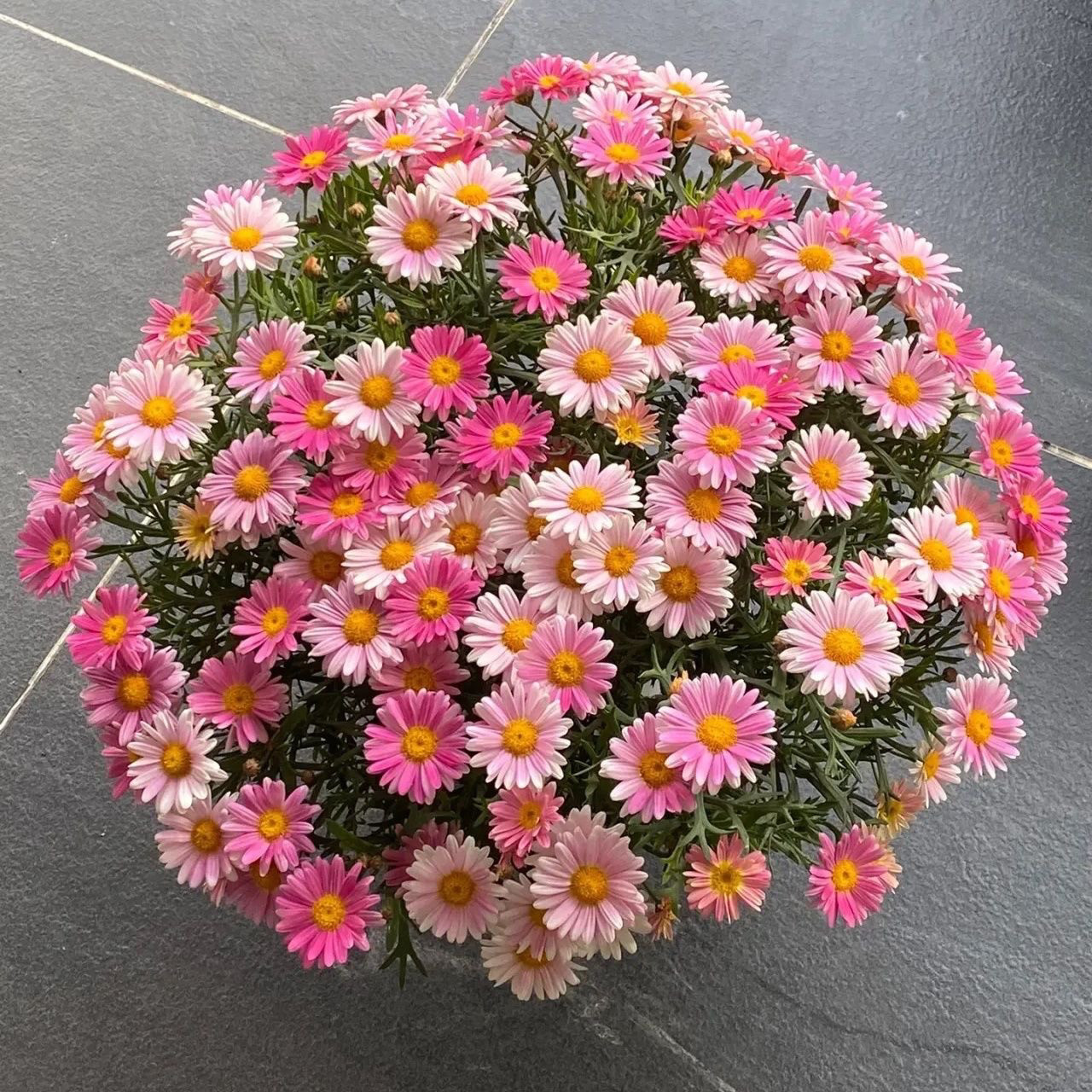 玛格丽特盆栽花木春菊多年生四季开花室内阳台庭院开花带花苞发货