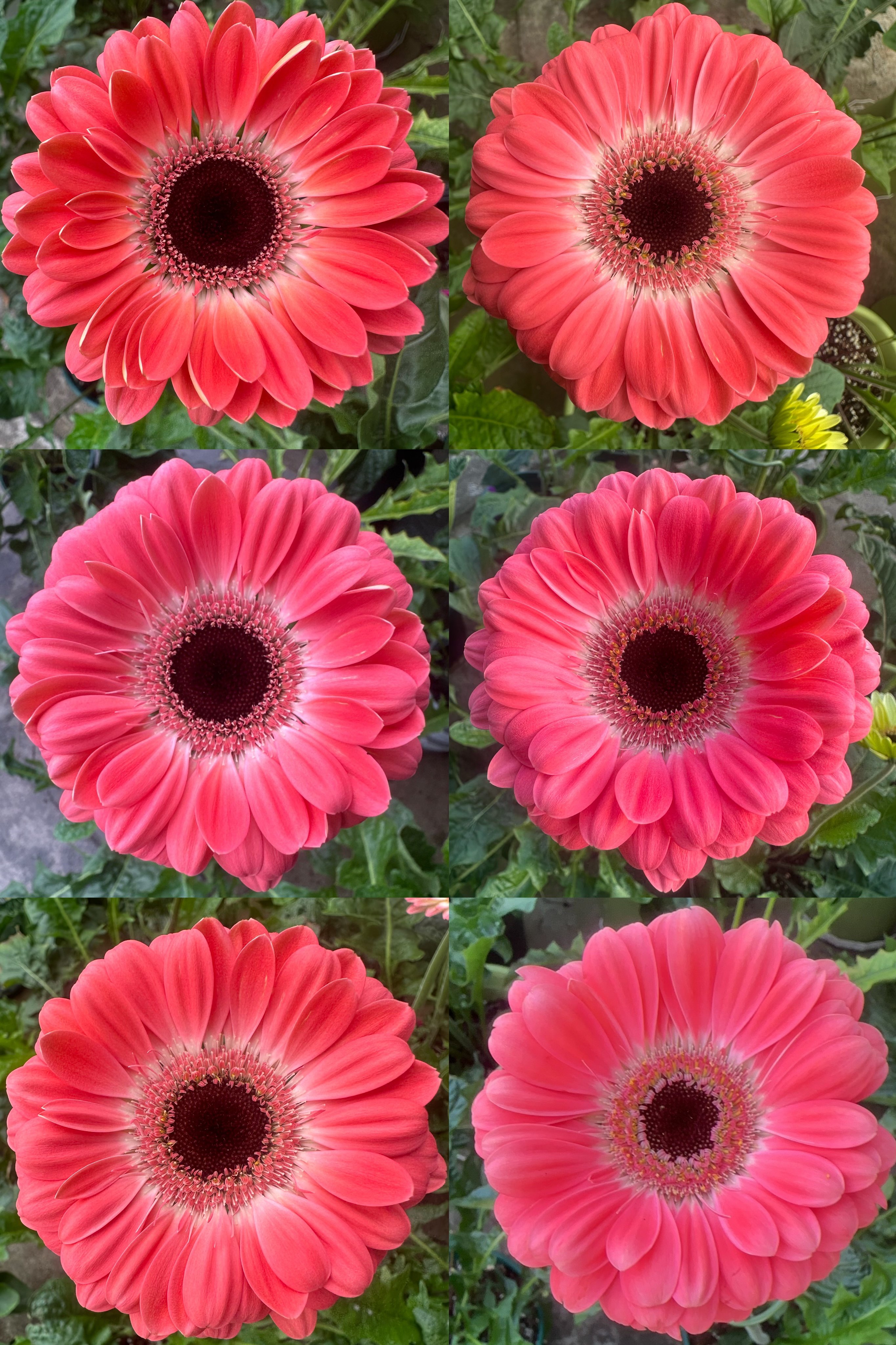 非洲菊扶郎花高杆切花型盆栽多年生开花耐热室内阳台好养花卉,鲜花速递/花卉仿真/绿植园艺,时令草本花卉,淘宝优惠券,粉丝福利购,淘宝优惠卷