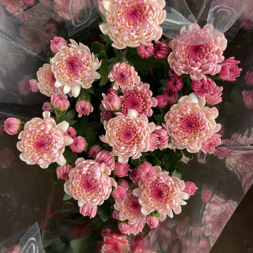 宝莲灯小菊盆栽带花苞室内阳台庭院花卉绿植耐寒