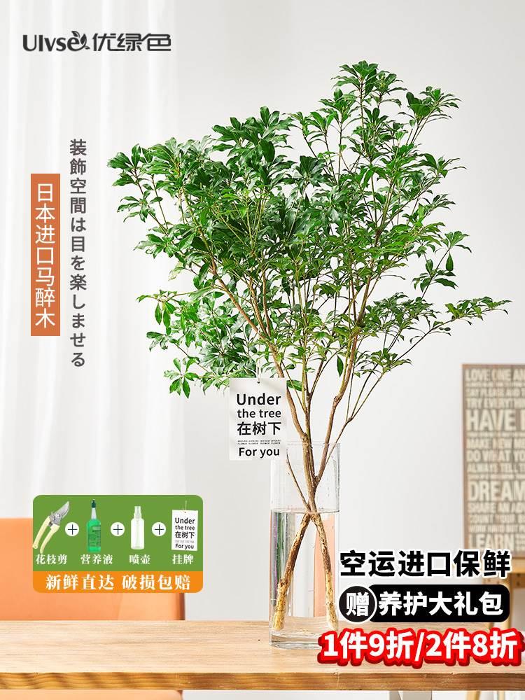 口马醉物木水培植鲜切树枝条盆栽客厅室内绿植日本吊钟活苗水养进