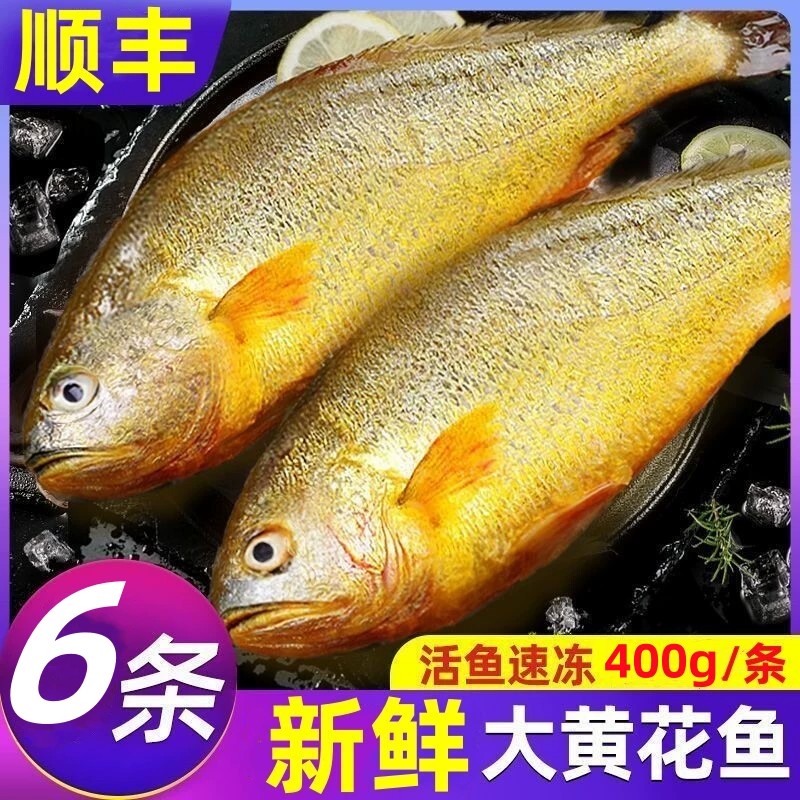 400g/条深海黄花鱼特大新鲜海捕大黄鱼速冻深海水产海鱼整箱批发