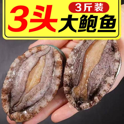 【特大号】鲜活鲍鱼新鲜冷冻鲍鱼批发非鲍鱼干非活体鲍鱼新鲜大号