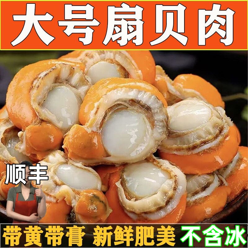 顺丰包邮新鲜扇贝肉带黄带膏扇贝肉全贝肉整箱批发现剥扇贝