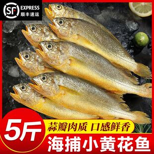 新货野生黄花鱼冷冻黄花鱼大黄花鱼小黄鱼新鲜海鲜鲜活带冰顺丰