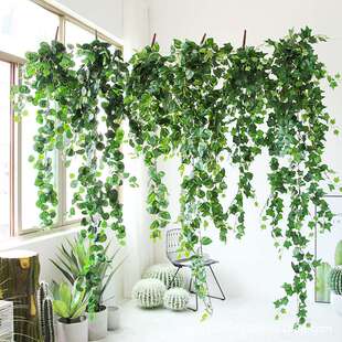 仿真藤条爬山虎藤条海棠叶常青藤叶子绿萝叶绿叶吊顶装 饰藤蔓绿植