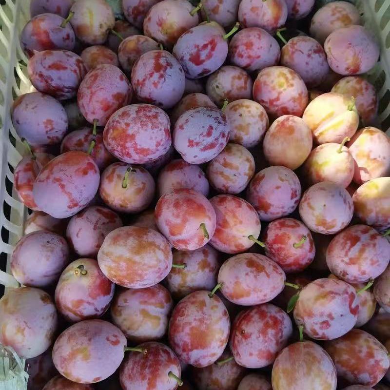 福利进口西梅500g大自然风干无添加